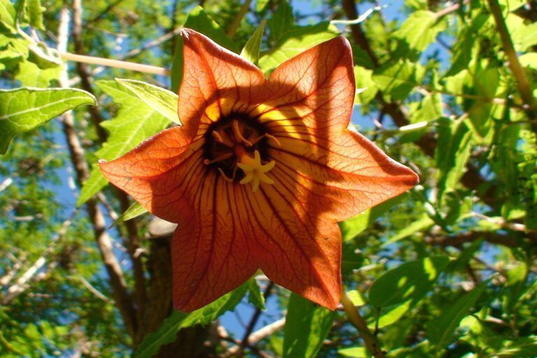flor de Canarina Canariensis