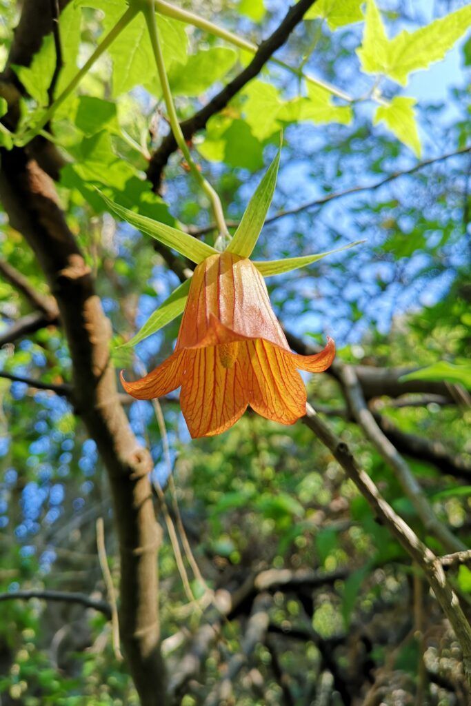 Flor de Canarina canariensis