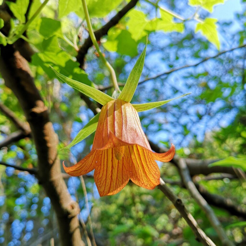 Flor de Canarina canariensis