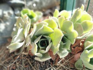 Fotografía de un Aeonium Virgineum o bejeque, planta suculenta endémica de las Islas Canarias, con hojas carnosas dispuestas en forma de roseta y colores que varían entre verde claro y rojizo