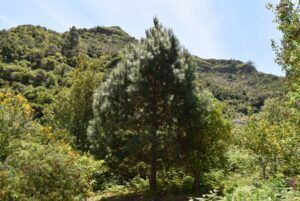 ejemplar joven de Pinus Canariensis (pino canario)