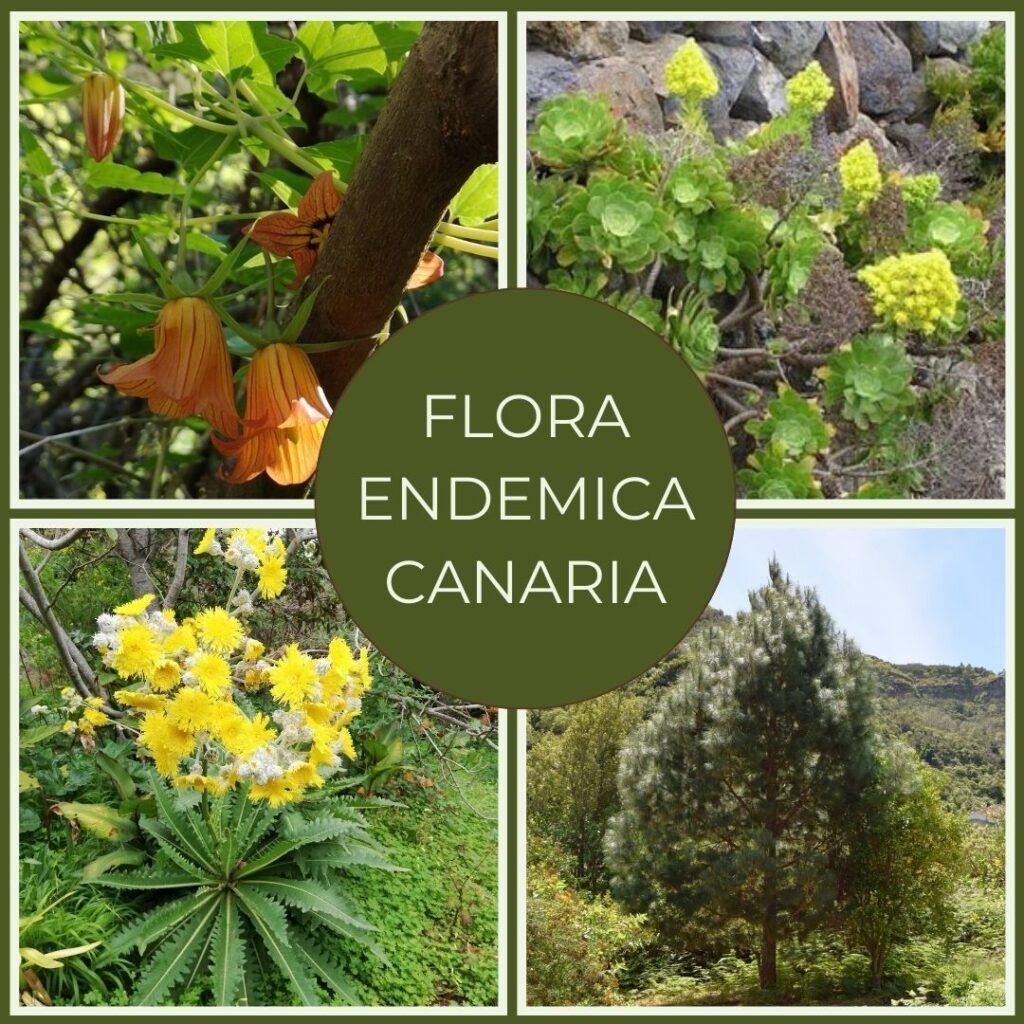 La imagen nos muestra imagenes de varios endemismos: Canarina, Sonchus congestus, pino canario