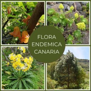 La imagen nos muestra imagenes de varios endemismos: Canarina, Sonchus congestus, pino canario