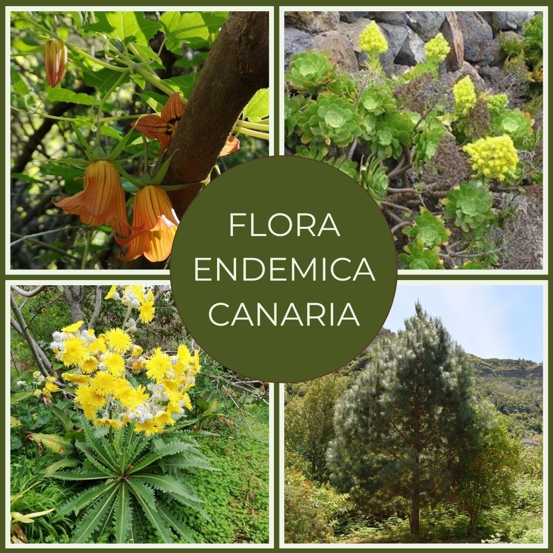 La imagen nos muestra imagenes de varios endemismos: Canarina, Sonchus congestus, pino canario